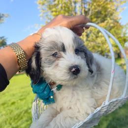 Boy 5 - Merle male Goldendoodle puppy in Harrisonburg, Virginia from Curlytail Doodles