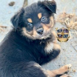 Magic - Black tri-color female Australian Shepherd puppy in El Dorado Springs, Missouri from HP Aussie Kennels