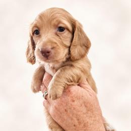 AKC Longhaired Cream Chase - Cream male Dachshund puppy in Los Angeles, California from Sterling Dachshunds