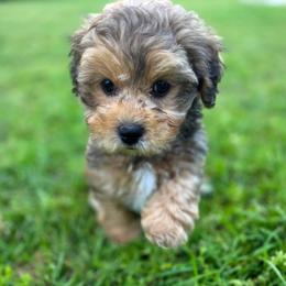 Arrow - male Cavapoochon puppy in Bullard, Texas from Cavapoochon Central LLC