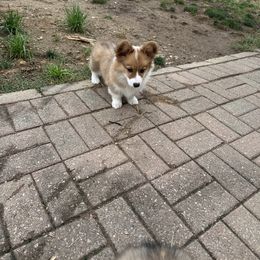 Pembroke Welsh Corgi Puppies from Mk’s Corgis