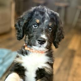 Milo - Tri-color male Bernedoodle puppy in Sterling, Colorado from North 40 Doodles