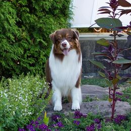 Australian Shepherd Puppies from Kristi Speck