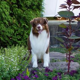 Australian Shepherd Puppies from Kristi Speck