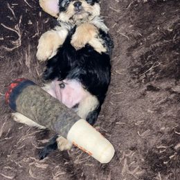 Double Doodle and Yorkipoo Puppies from Bella Dreamss LLC