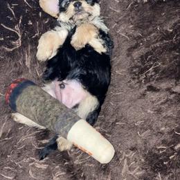 Double Doodle and Yorkipoo Puppies from Bella Dreamss LLC