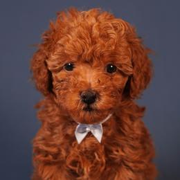 Silk (Red Collar) - Red  male Poodle puppy in Las Vegas, Nevada from Plush Toy Poodle Puppies & Pals