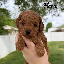 Flora - Red  female Poodle puppy in Morehead, Kentucky from Paw Perfect Pets