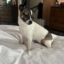 S - Chihuahua