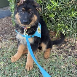 German Shepherd Puppies from Salty Raccoon Ranch German Shepherds