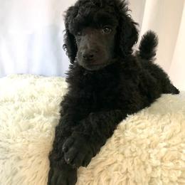 Poodle Puppies from Park Vista Poodles