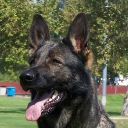 German Shepherds from Dukenheim Kennels