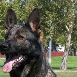 German Shepherds from Dukenheim Kennels