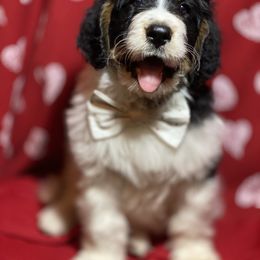 Bernedoodle and Bernese Mountain Dog Puppies from Mountain Top Bernedoodles