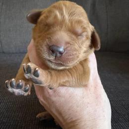 Light Blue Collar - Dark golden female Golden Retriever puppy in Mountain Home, Idaho from Poppy's Garden Golden Retrievers