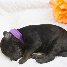 Poodle Puppies from Future Pioneers Farming