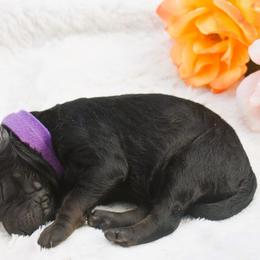 Poodle Puppies from Future Pioneers Farming