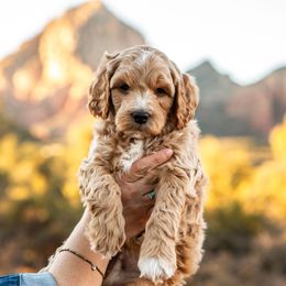 Goldendoodle Puppies from Fire Sky Kennels