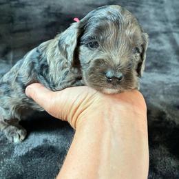 Hiram - Merle male Cockapoo puppy in Adrian, Oregon from ApplebyFarm