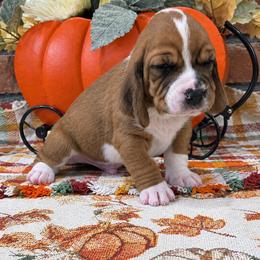 Carl Dean - Mahogany and white male Basset Hound puppy in Bellaire, Ohio from Blessed Bassets