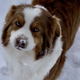 Wini - Australian Shepherd