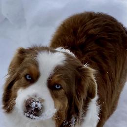 Wini - Australian Shepherd