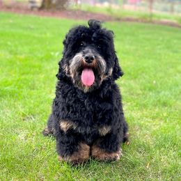 Denzel - Australian Labradoodle