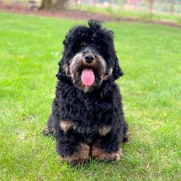 Denzel - Australian Labradoodle
