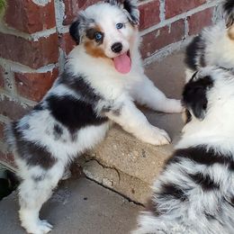 Australian Shepherd Puppies from Blue Sage Aussies