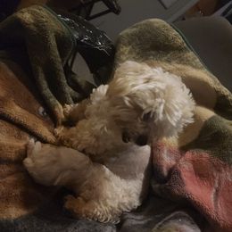 Go-Go - Maltese