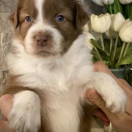 Ember Elise - Red tri-color Australian Shepherd puppy in Greenville, Texas from Huneycutt Wiggles