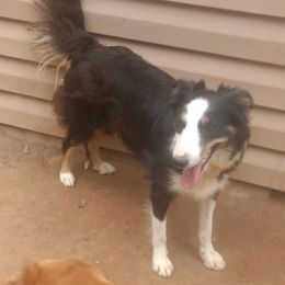 Border Collies from Pixie Hollow