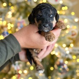 Elphaba - Phantom female Poodle puppy in Bellville, Ohio from Cedar Ridge Standard Poodles