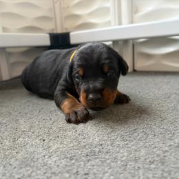 Belle - Black and rust female Doberman Pinscher puppy in Lynn, Michigan from Creekside Dobermans
