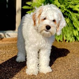 Australian Labradoodles from Bluegrass Country Labradoodles