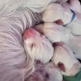 West Highland White Terrier Puppies from Treasure Valley Idaho Westies