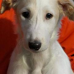 Borzois from Karanoff Borzoi