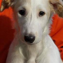 Borzois from Karanoff Borzoi