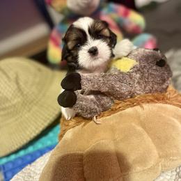 Shih Tzu Puppies from Amanda's Shih Tzu
