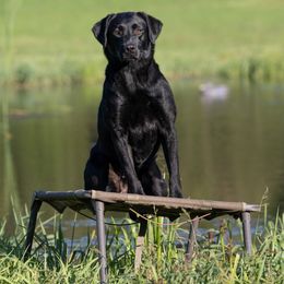 Coot - Labrador Retriever