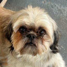 Skye - Shih Tzu