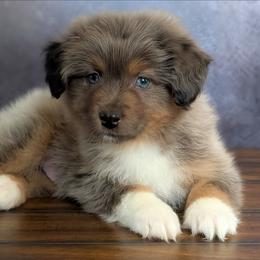 Lucky - Blue merle male Australian Shepherd puppy in Fultonville, New York from Sandy Aussies, Mini Dachshunds & Pomeranians