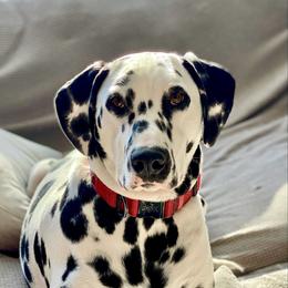 Boy 4 - White and black male Dalmatian puppy in Richmond, Virginia from Darrfield