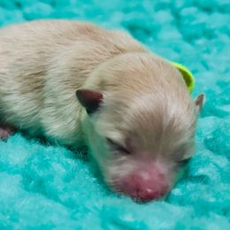 Ginger - Cream female Pomeranian puppy in Merrillville, Indiana from Gibbs Gorgeous Paws LLC