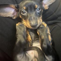 Dachshund Puppies from Phillian Family Mini Dachshunds