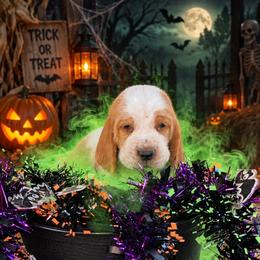 MC 60 - Red and white male Basset Hound puppy in Conway, Missouri from Ozark Mountain Kennel