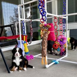 Bernese Mountain Dog Puppies from Cocos Puppy Tales