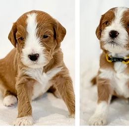 Goldendoodle Puppies from Elimwood Farm Goldendoodles