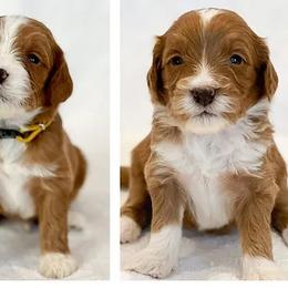 Goldendoodle Puppies from Elimwood Farm Goldendoodles
