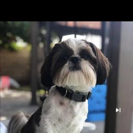 Shih Tzu Puppies from Jodi’s Shihtzus